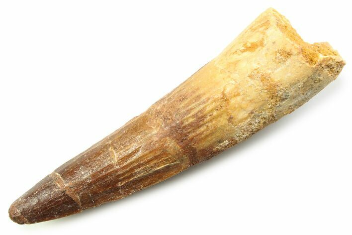 Fossil Spinosaurus Tooth - Real Dinosaur Tooth #357712